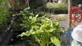 Gartenteich mit angrenzender Terrasse