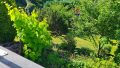 Blick in den Garten