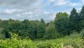 Grüner Ausblick von der Terrasse